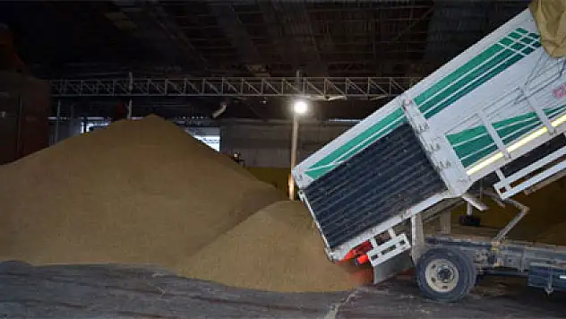 Çeltik üreticisi fiyat bekliyor