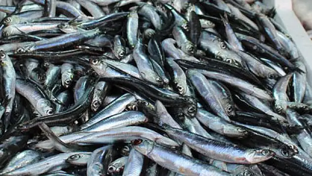 Havalar ısındı hamsi azaldı