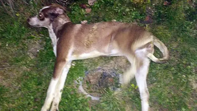 Sokak hayvanlarını zehirlediler