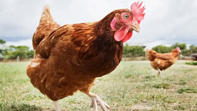 Kesilen tavuk sayısı azaldı