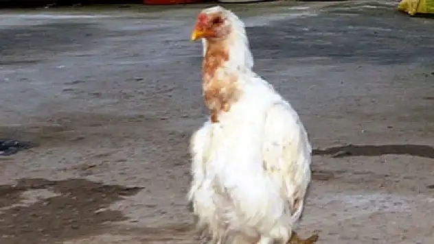 Bu tavuk penguen gibi yürüyor