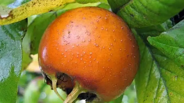 Muşmula çayı binbir derde deva