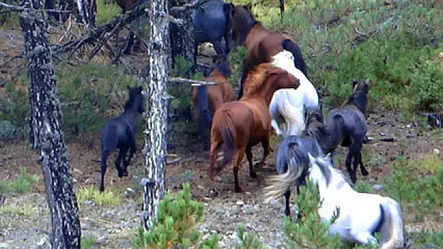 Domaniç'te Osmanlı'dan kalma yılkı atları görüldü