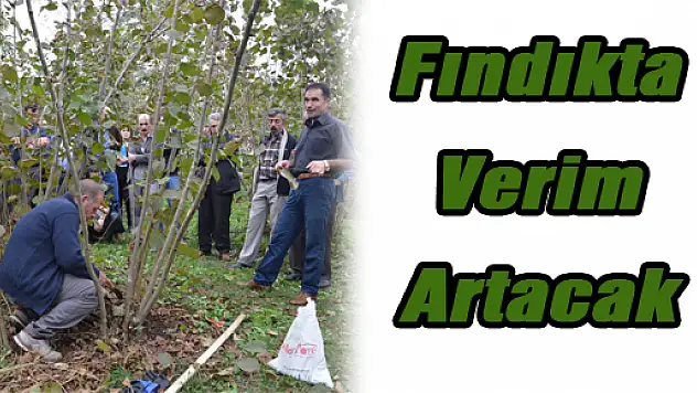 Fındıkta Verim Artacak 