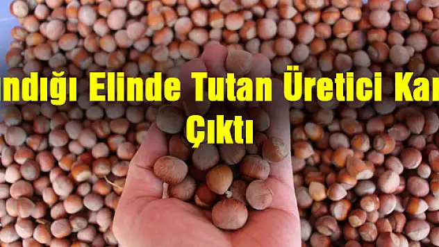 Fındığı Elinde Tutan Üretici Karlı Çıktı