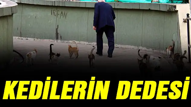 KEDİLERİN DEDESİ