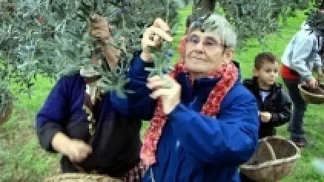 Canan Karatay zeytin topladı