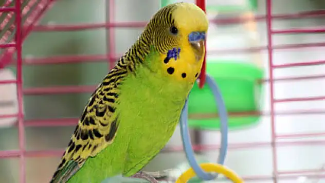 Cumhurbaşkanı Erdoğan hayranı kuş