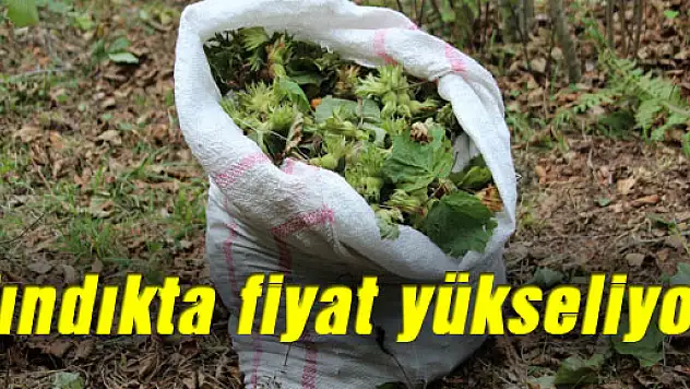 Fındıkta fiyat yükseliyor