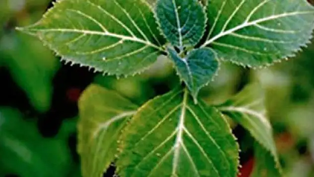 Yeni uyuşturucu 'salvia divinirum' bitkisine dikkat