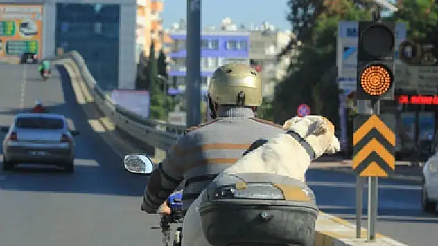 Köpekle tehlikeli yolculuk