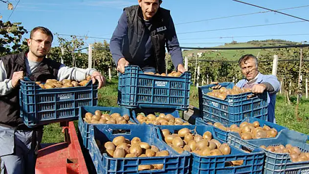 Organik Köyde Kivi Hasadı Başladı