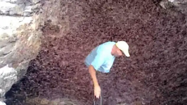 Bir anda her yeri sardılar!