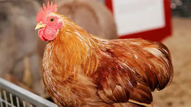 Arsenikli tavuk iddialarına yalanlama