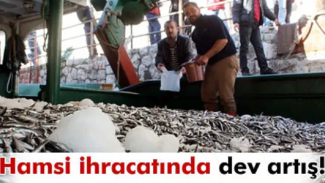 Hamsi ihracatında dev artış