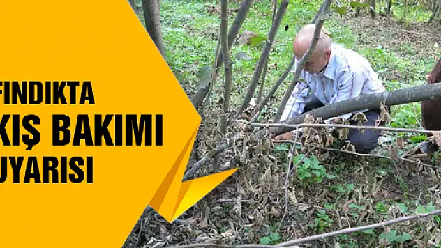 FINDIKTA 'KIŞ BAKIMI' UYARISI