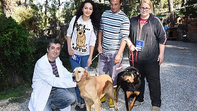 117 sokak köpeği yurt dışına gönderildi