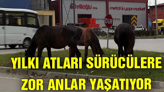 YILKI ATLARI SÜRÜCÜLERE ZOR ANLAR YAŞATIYOR