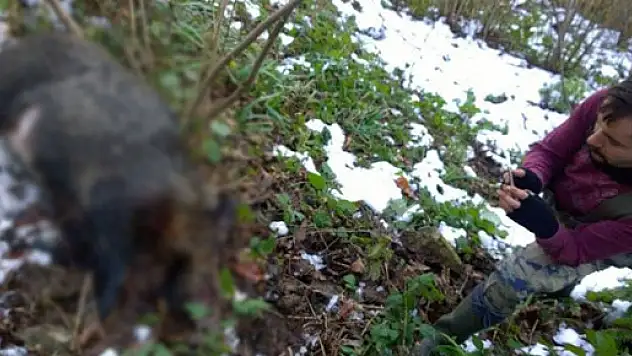 Bahçelerini korumak için domuz avına çıktılar