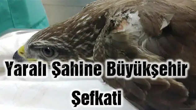 Yaralı Şahine Büyükşehir Şefkati