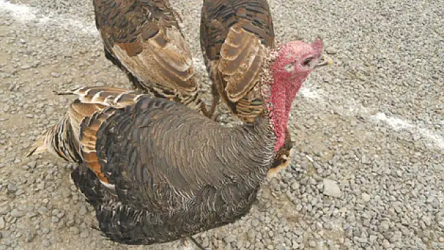 Yılbaşı Hindileri Görücüye Çıktı