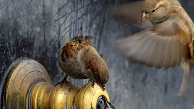 Serçelerin eksi 7 derecede banyo keyfi