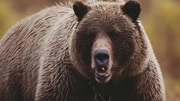 Ayı, eve girip bal ile buzdolabındaki yiyecekleri yedi