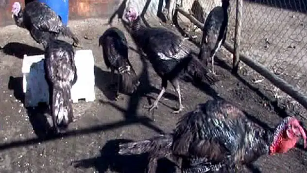 Yılbaşı hindileri elde kalıyor!