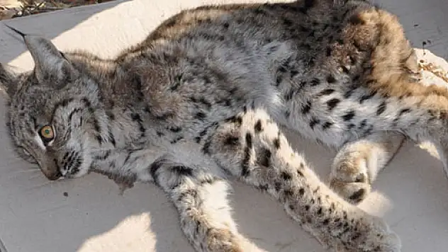 Omzunda çıkık olan vaşak tedavi altına alındı