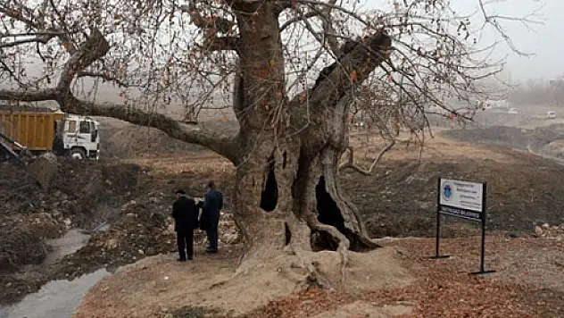 400 yıllık çınar koruma altına alınıyor