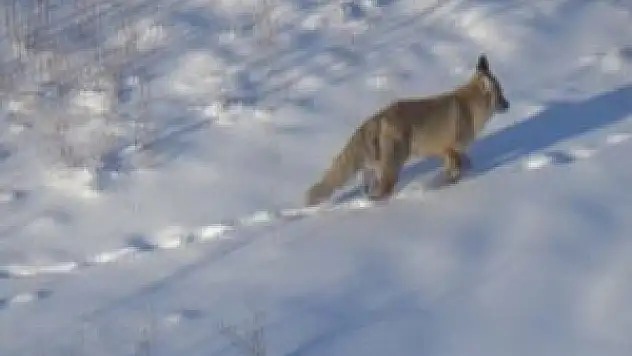 Aç kalan tilki şehre indi