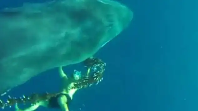 Kahraman dalgıç dev balinayı ölümden kurtardı