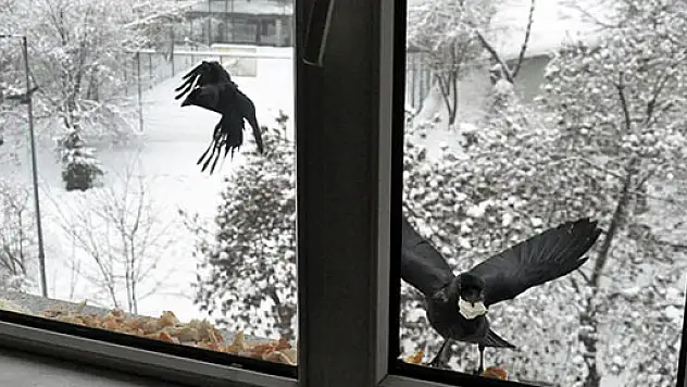 Aç kalan kargaları pilavla besliyor