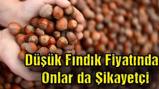 Düşük Fındık Fiyatından Onlar da Şikayetçi