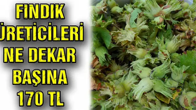 FINDIK ÜRETİCİLERİNE DEKAR BAŞINA 170 TL
