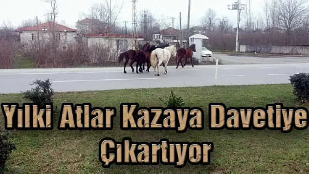 Yılki Atlar Kazaya Davetiye Çıkartıyor