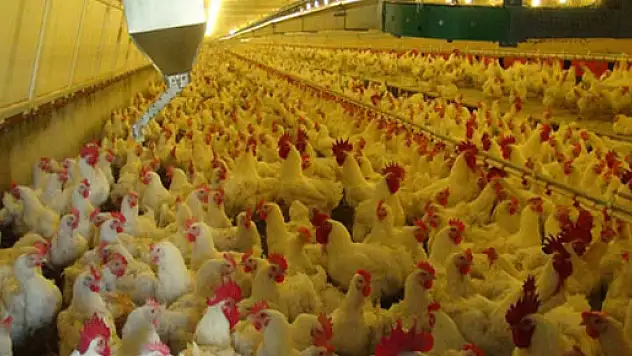 Beyaz et ihracatına terör darbesi