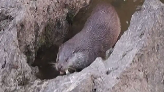 Nesli tükenmekte olan su samuru balık yerken görüntülendi