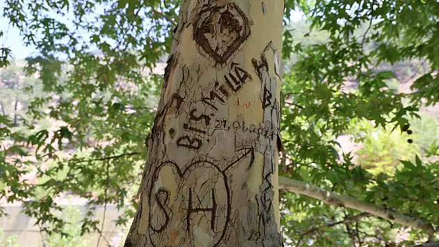 45 yıllık çınar tahrip edildi