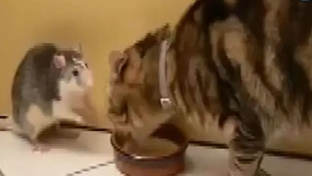 Kedi ve farenin inanılmaz dostluğu