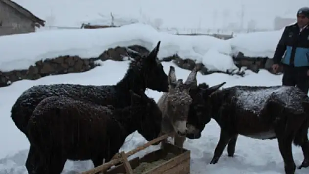 Donmak üzere olan eşeklere sahip çıkıldı