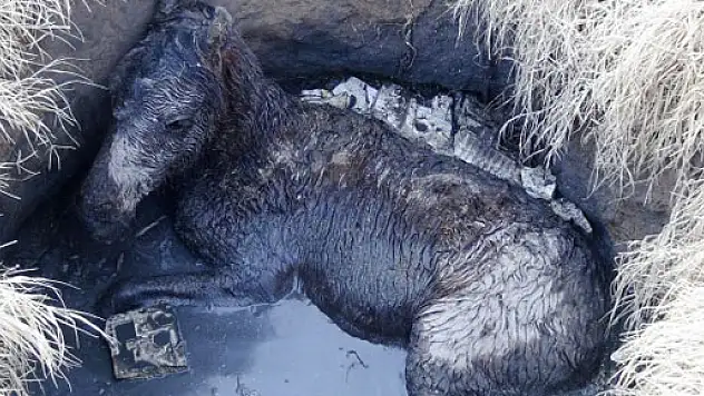 Foseptik çukuruna düşen tayı kurtarma operasyonu