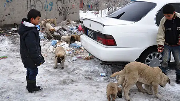 Yavru köpekler miniklere emanet