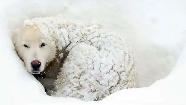 Burası Sibirya değil Bitlis