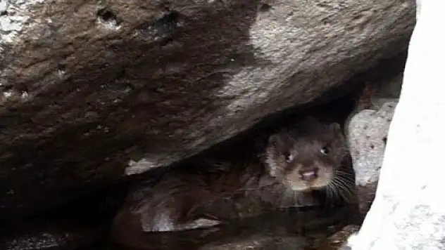 Elazığ'da su samuru bulundu