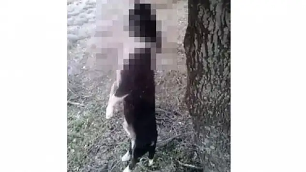 Gökçeada'da tüyler ürperten görüntü