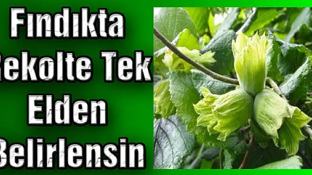Fındıkta Rekolte Tek Elden Belirlensin