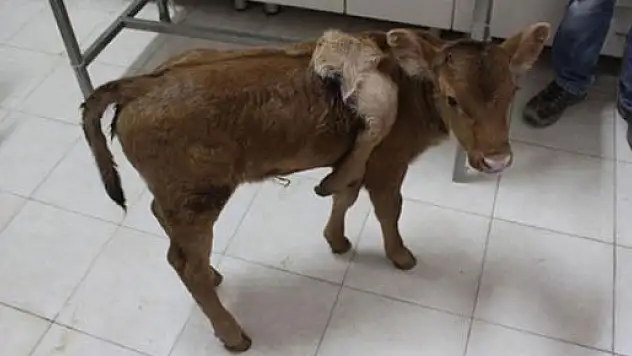 Afyonkarahisar'da 5 ayaklı buzağı doğdu