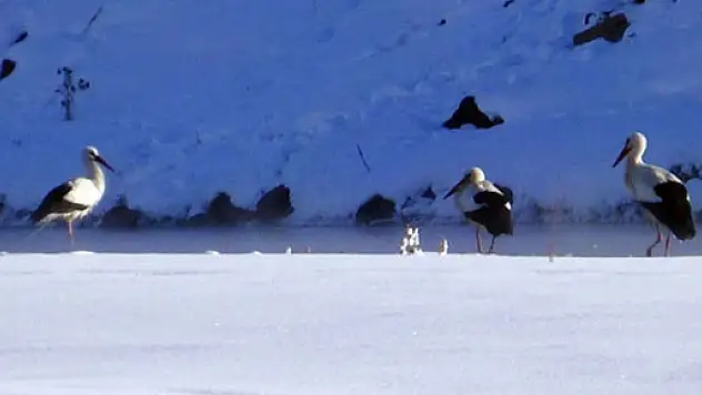 Üç leylek eksi 25 derece soğukta kaldı