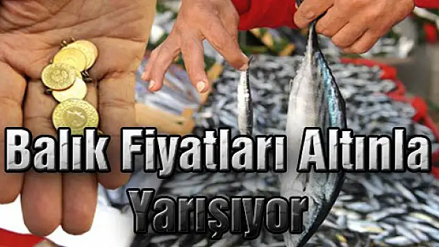 Balık Fiyatları Altınla Yarışıyor